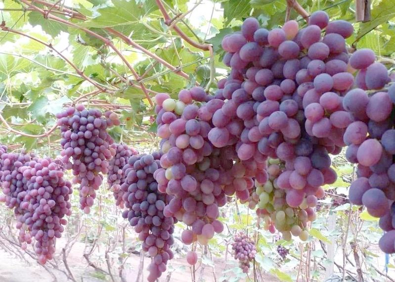 无核白葡萄特点