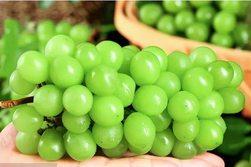 无核白葡萄特点