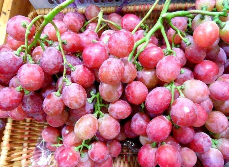无核白葡萄特点