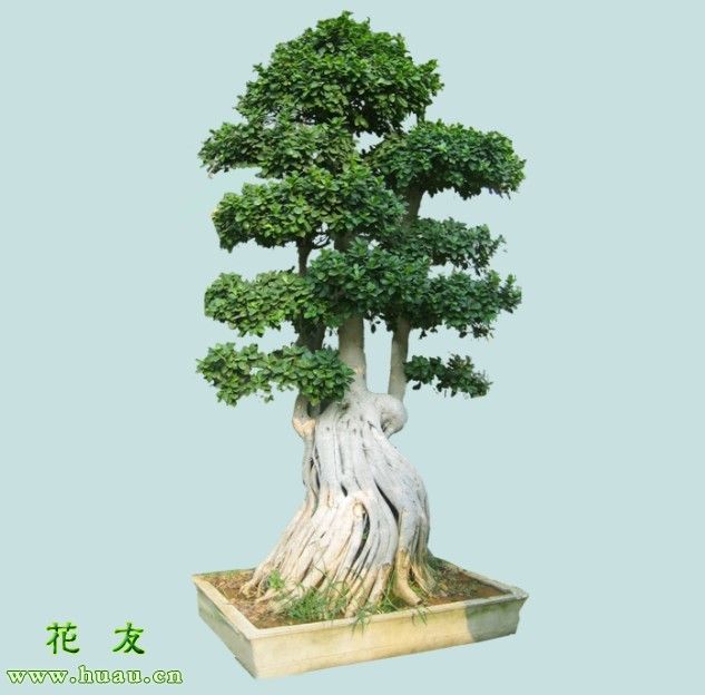 盆栽盆景种植技术
