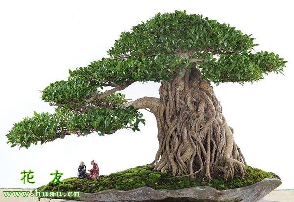 盆栽盆景种植技术