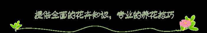 三步养出高价值“老桩”，跟着大神学操作，自己能做养花人