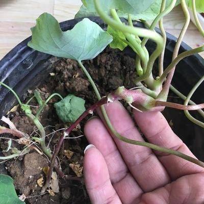 Plantation plantation technology