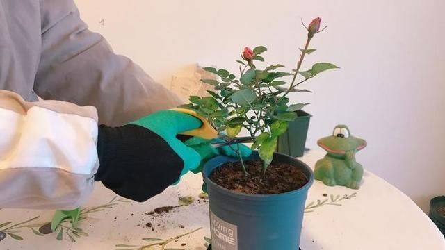 Plantation plantation technology