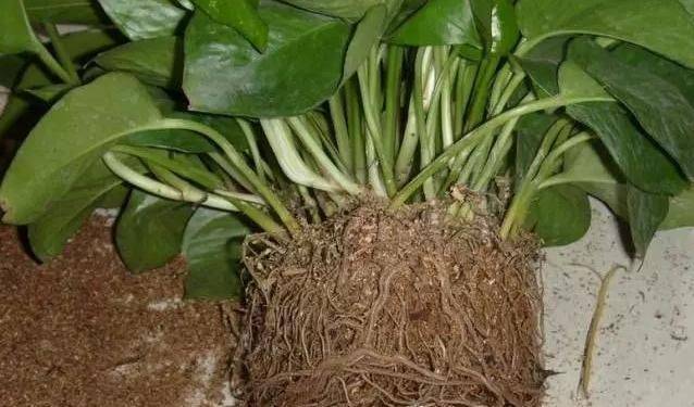 Plantation plantation technology