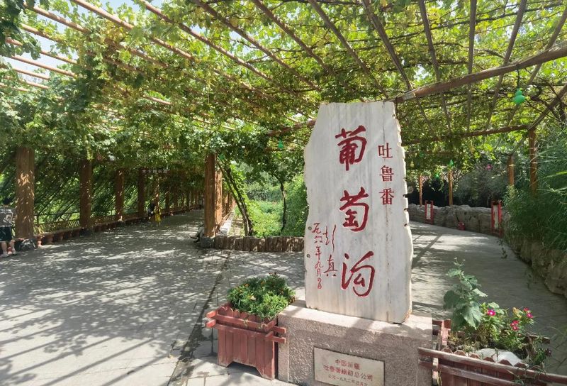 无核白葡萄特点