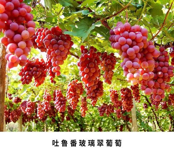 无核白葡萄特点