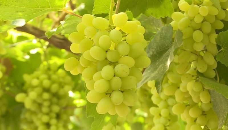 无核白葡萄特点