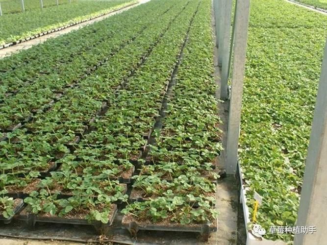 大棚草莓种植技术书金盾出版社