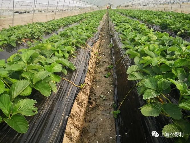 大棚草莓种植技术书金盾出版社