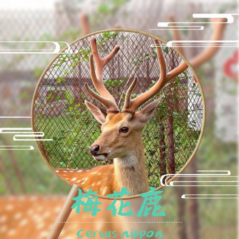How much for a deer