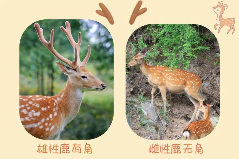 How much for a deer