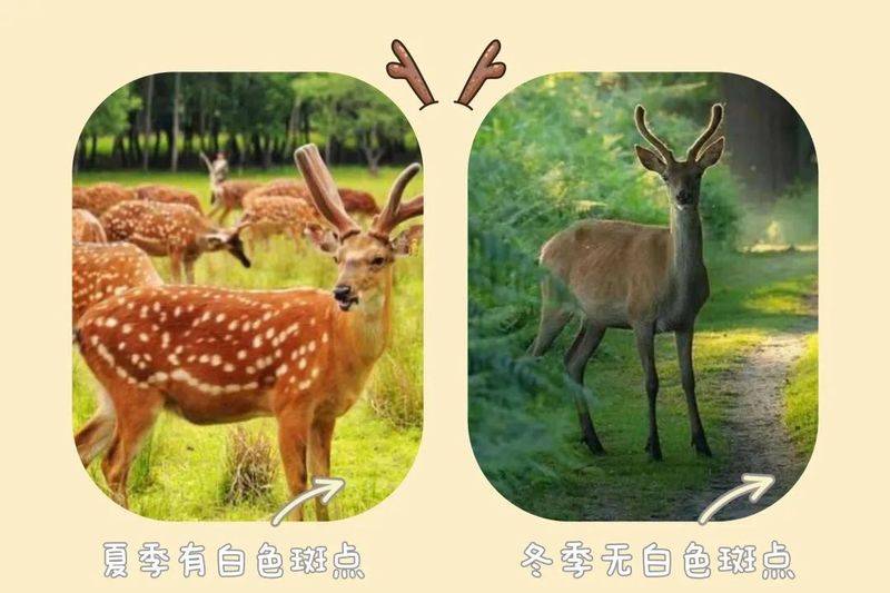 How much for a deer
