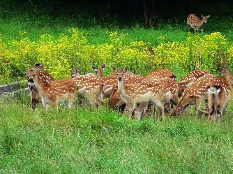 How much for a deer