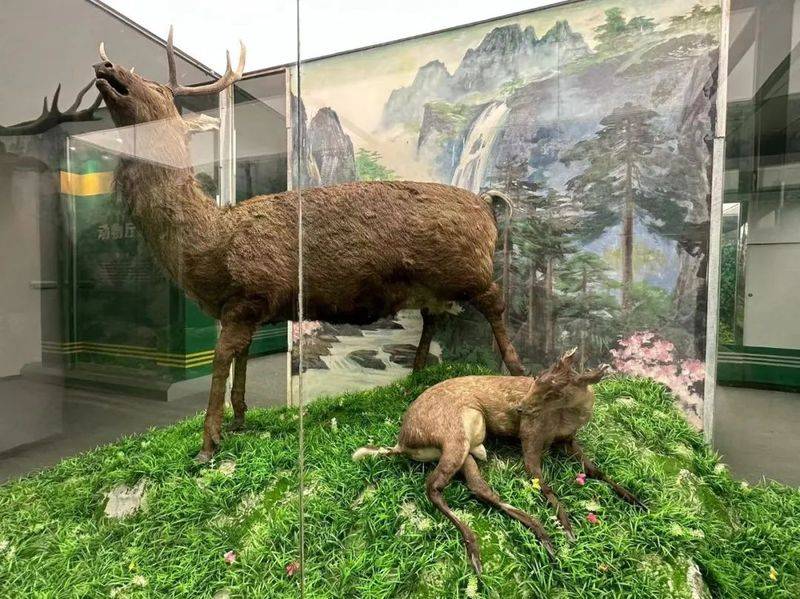 How much for a deer