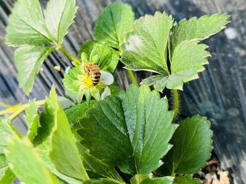 大棚草莓种植技术书金盾出版社