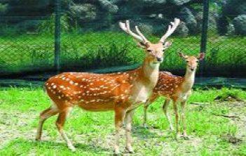 How much for a deer