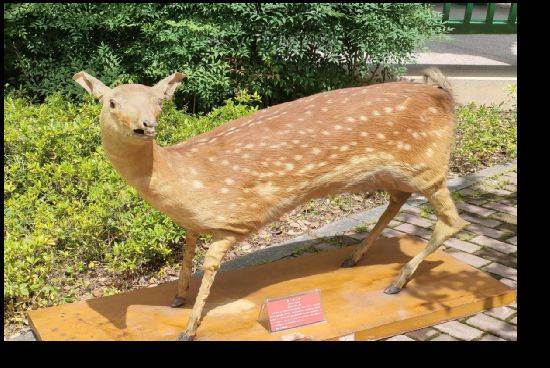 How much for a deer