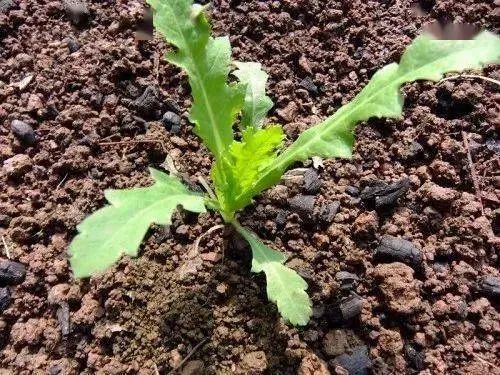 罂粟花种植技术及要点