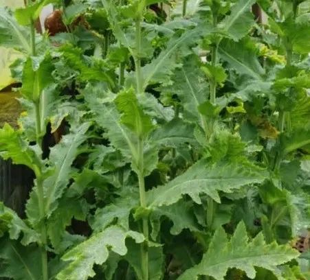 罂粟花种植技术及要点