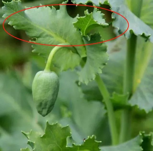 罂粟花种植技术及要点