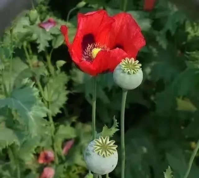 罂粟花种植技术及要点