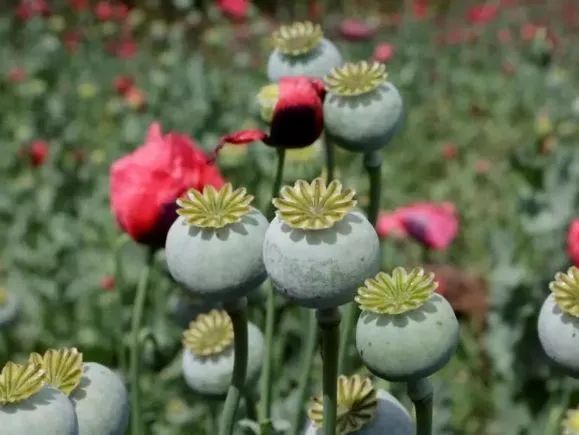 罂粟花种植技术及要点