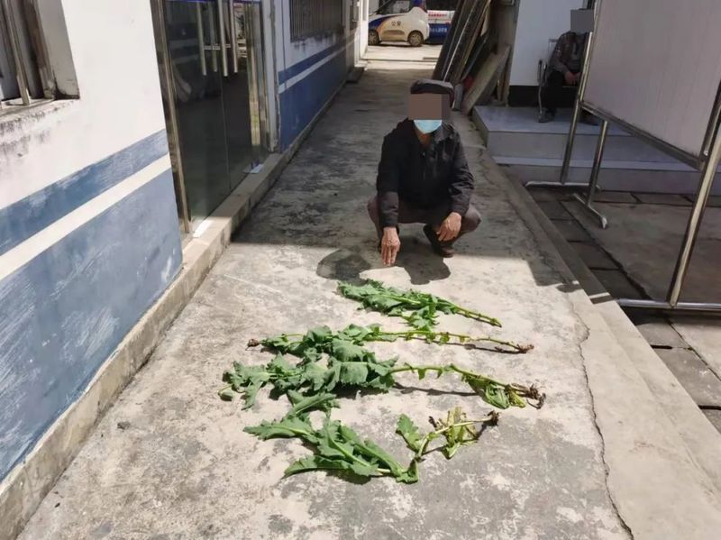 罂粟花种植技术及要点