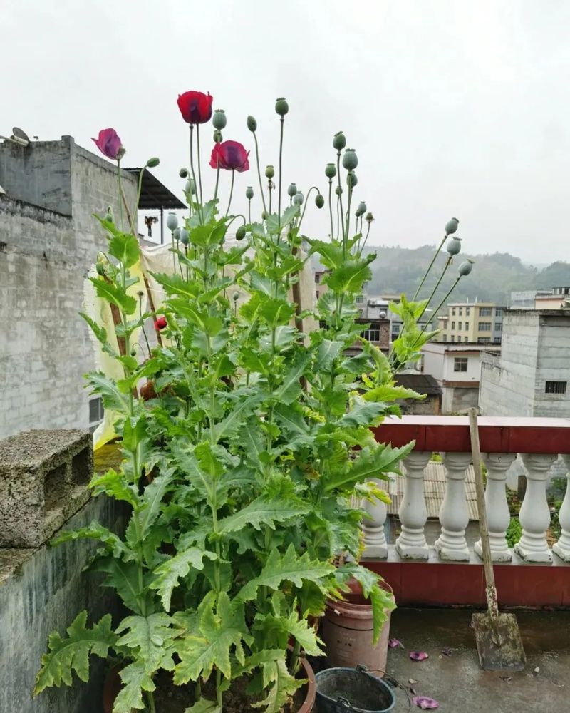 罂粟花种植技术及要点