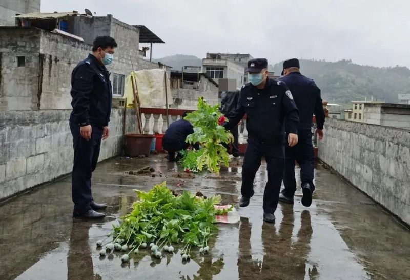 罂粟花种植技术及要点