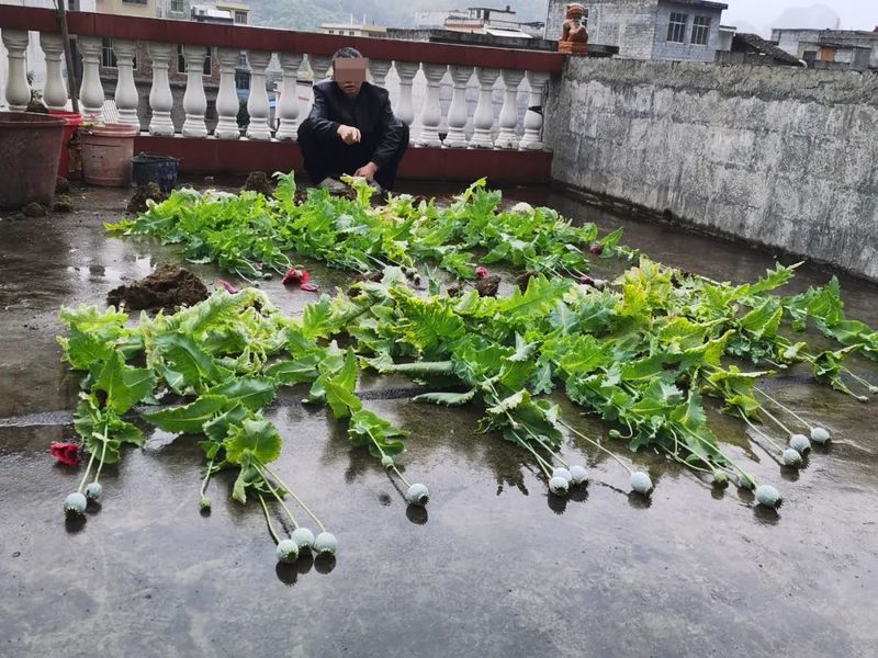 罂粟花种植技术及要点