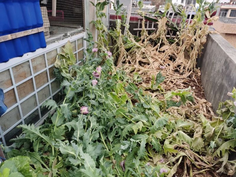 罂粟花种植技术及要点