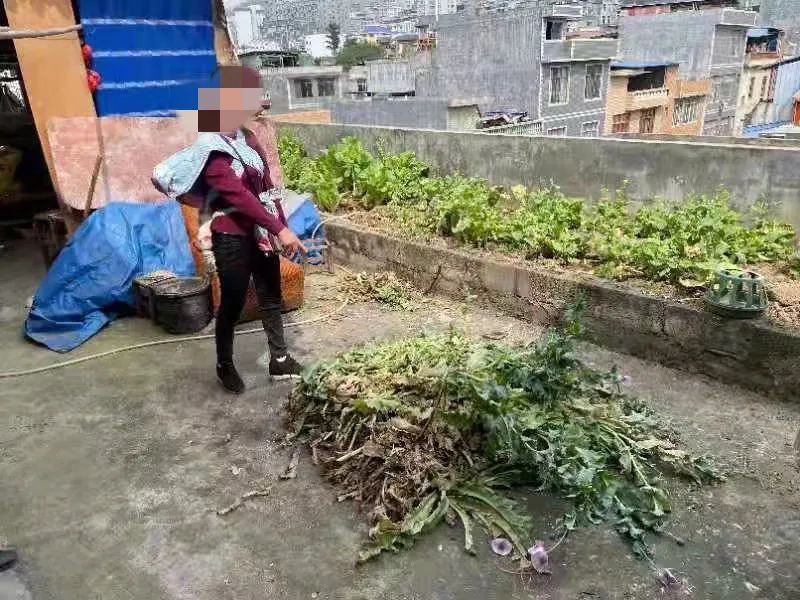 罂粟花种植技术及要点