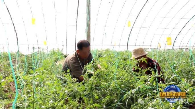 大棚草莓种植技术书金盾出版社