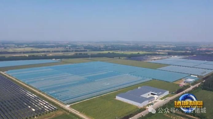 大棚草莓种植技术书金盾出版社