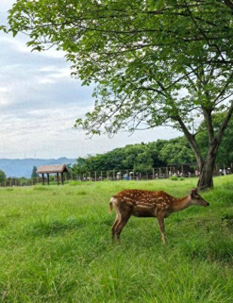 How much for a deer