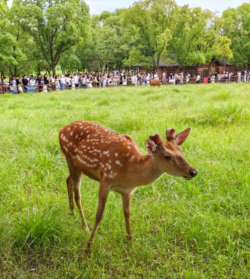 How much for a deer