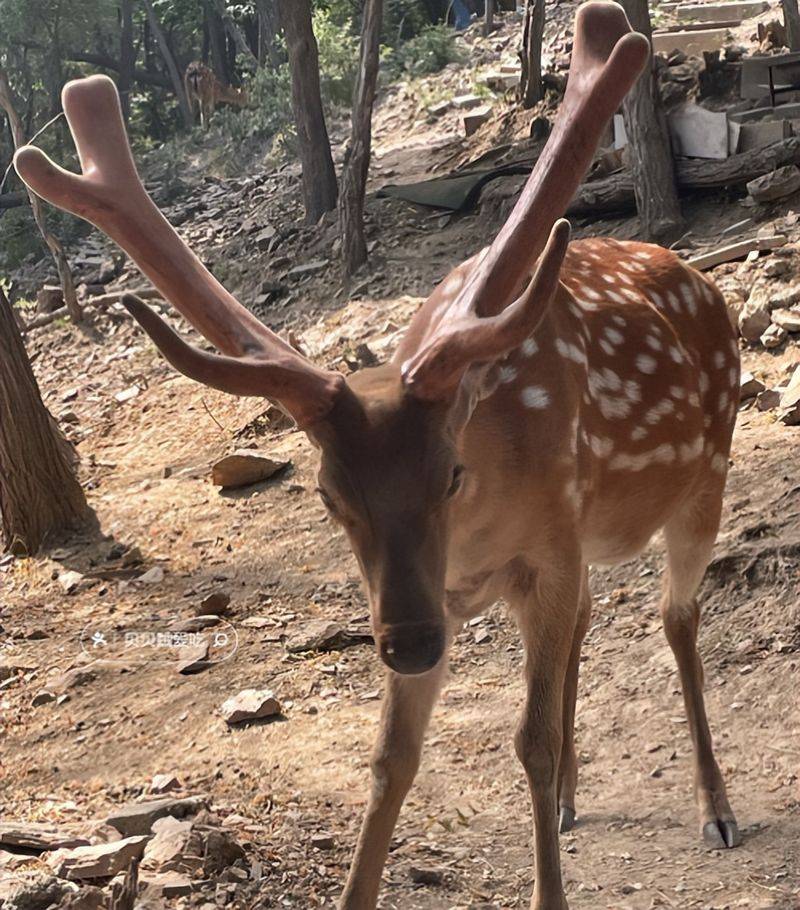 How much for a deer