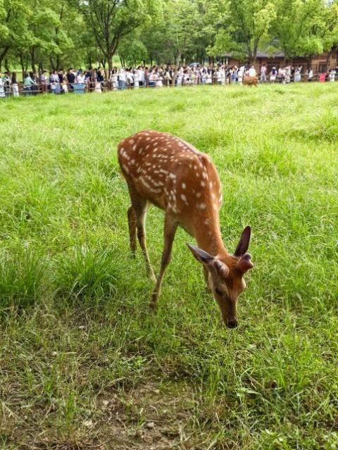 How much for a deer