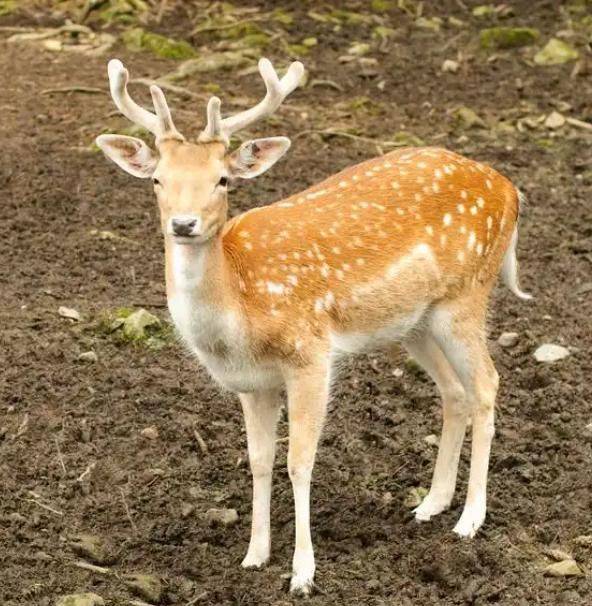 How much for a deer