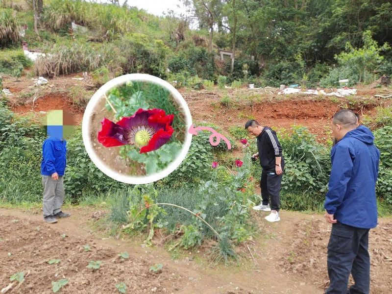 罂粟花种植技术及要点