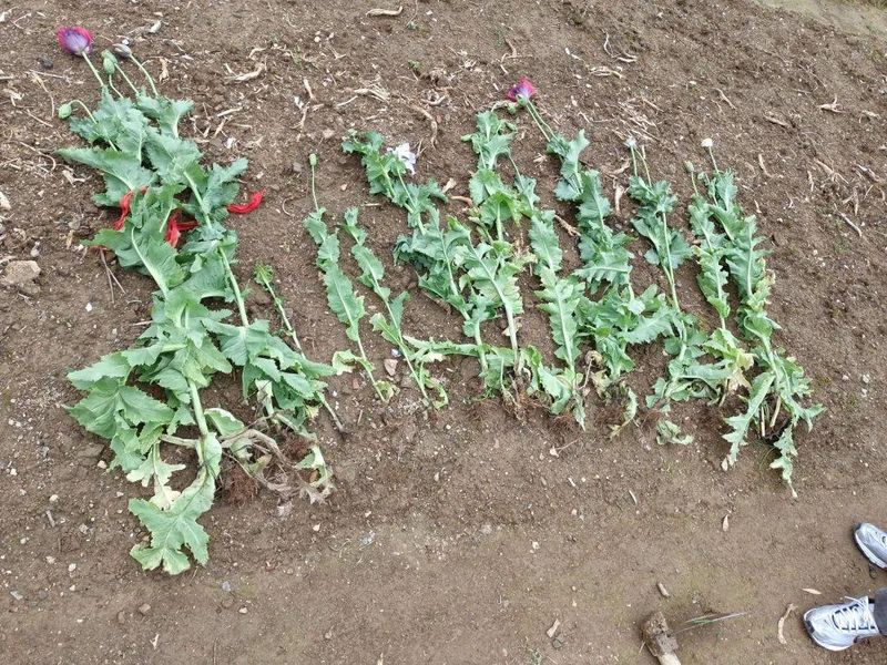 罂粟花种植技术及要点