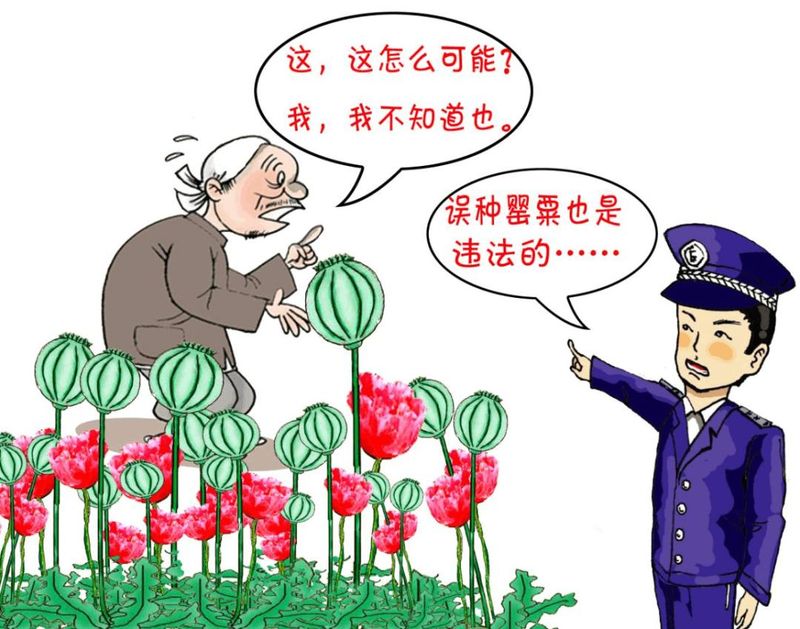 罂粟花种植技术及要点