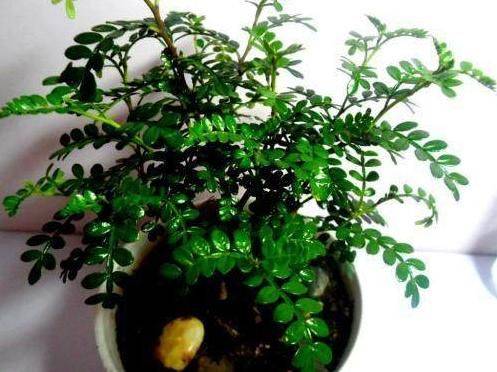 Plantation plantation technology