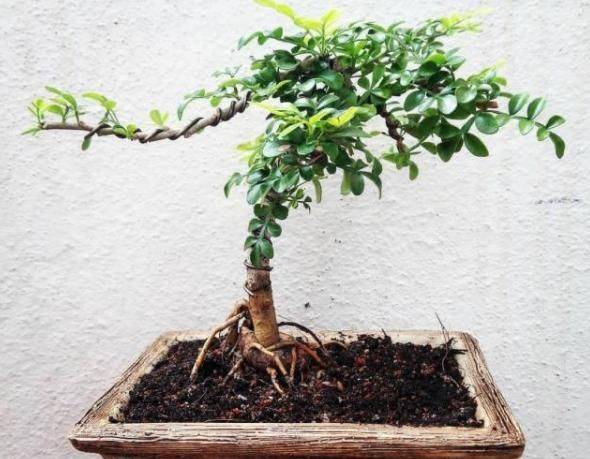 Plantation plantation technology