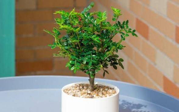 Plantation plantation technology