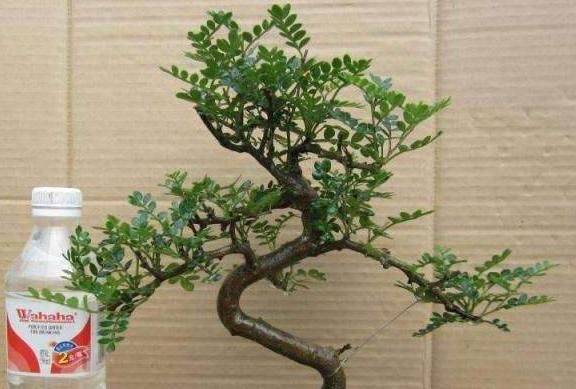 Plantation plantation technology