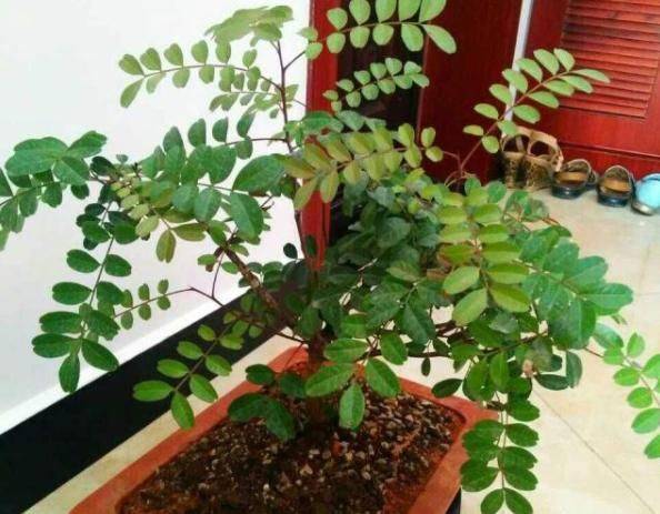 Plantation plantation technology