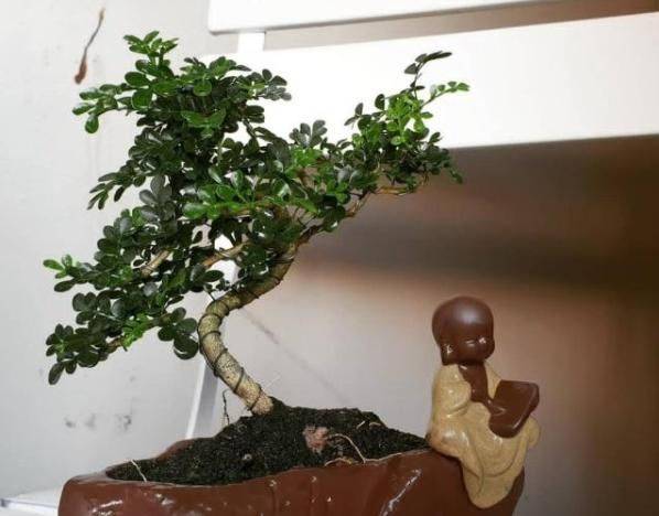 Plantation plantation technology