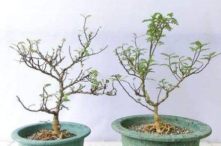 Plantation plantation technology